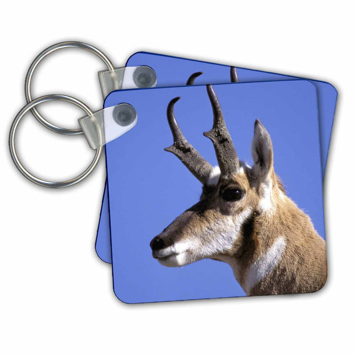 Key Chain - Wyoming, Yellowstone NP, Male Pronghorn Wildlife - US51 AJE0006 - Adam Jones Wildlife