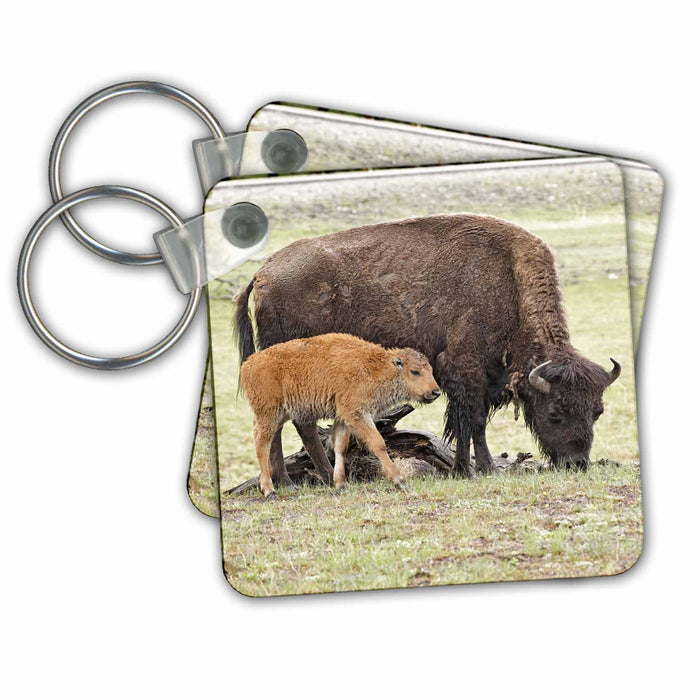 Key Chain - Baby Bison, Yellowstone National Park, Wyoming - US51 AJE0034 - Adam Jones Bison