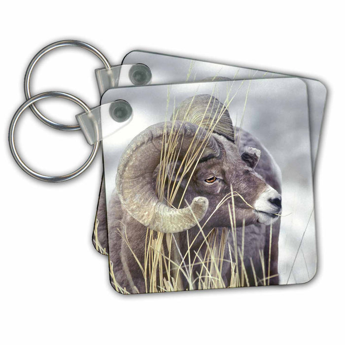 Key Chain - Wyoming, Yellowstone NP. Bighorn sheep ram - US51 BJA0022 - Jaynes Gallery Sheep