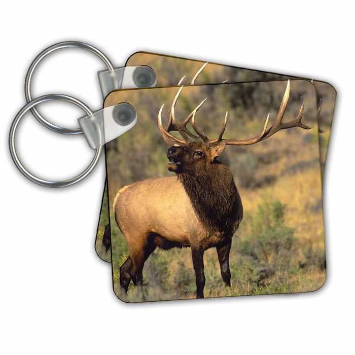 Key Chain - USA, Wyoming, Yellowstone NP. Wild elk bugling - US51 BJA0027 - Jaynes Gallery Elk