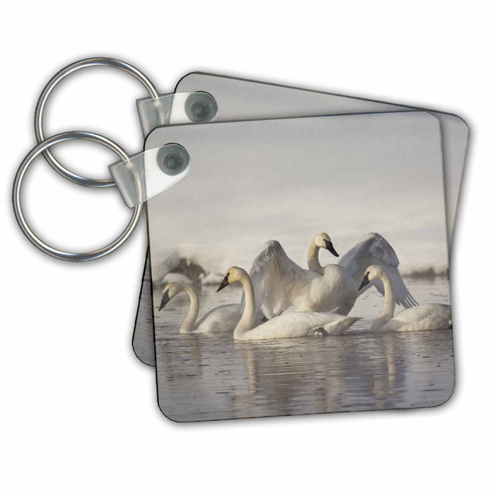 Key Chain - Trumpeter Swans, Madison River, Yellowstone, Wyoming - US51 CHA0135 - Chuck Haney Swans