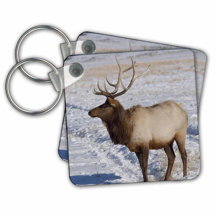 Key Chain - Wyoming, Jackson Hole, Elk Refuge, Elk - US51 CMI0048 - Cindy Miller Hopkins Elk