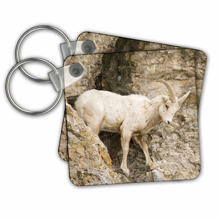 Key Chain - Wyoming, Jackson Hole, Big horn sheep - US51 DSR0001 - Daniel Schreiber Antelopes