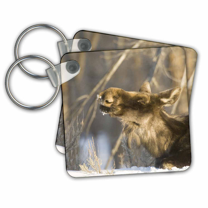 Key Chain - Wyoming, Jackson Hole, female moose - US51 DSR0014 - Daniel Schreiber Wildlife