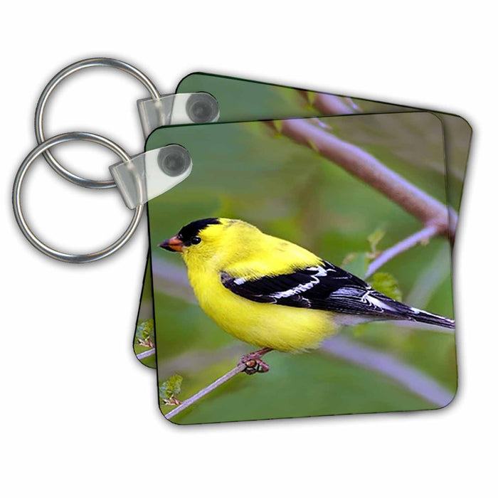 Key Chain - American Gold Finch Birds