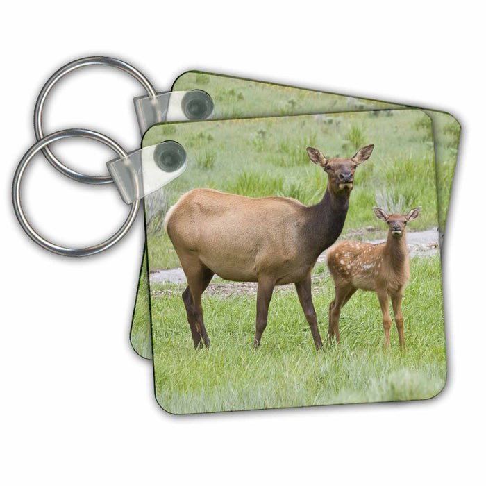 Key Chain - Wyoming, Yellowstone NP, Elk calf and mother - US51 JWI0122 - Jamie and Judy Wild Elk