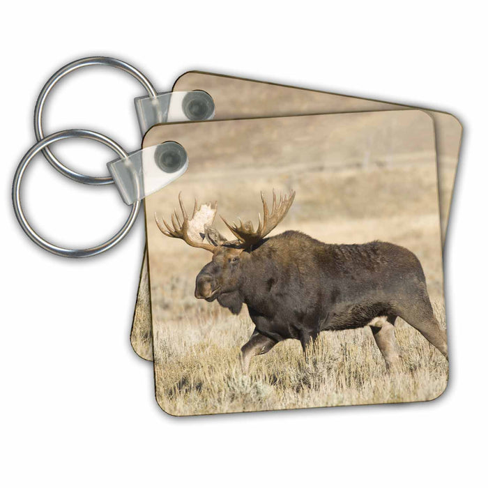 Key Chain - Wyoming, Grand Teton National Park, Bull Moose - US51 JWI0370 - Jamie and Judy Wild Wildlife