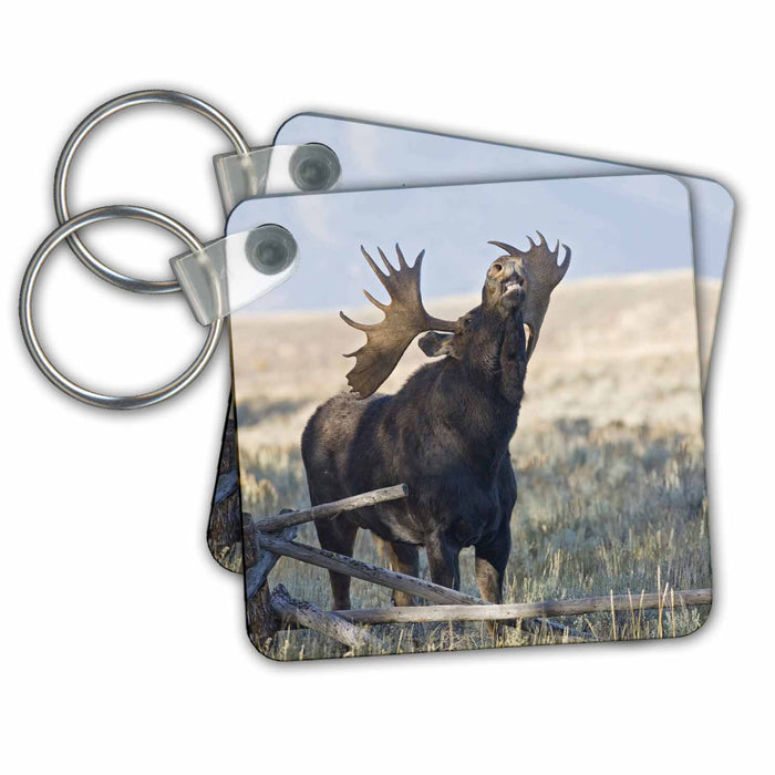 Key Chain - Wyoming, Grand Teton National Park, Bull Moose - US51 JWI0374 - Jamie and Judy Wild Wildlife