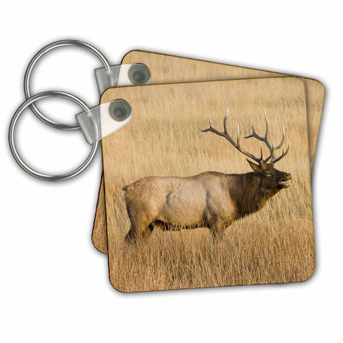 Key Chain - Wyoming, Yellowstone, Bull elk wildlife - US51 JWI0386 - Jamie and Judy Wild Elk