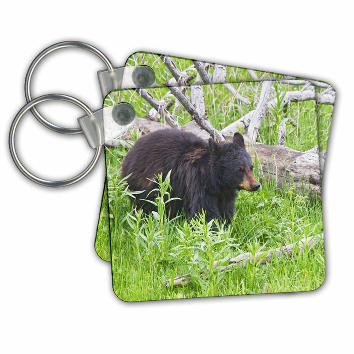 Key Chain - Wyoming, Yellowstone NP, Black Bear eating grass - US51 LDI0084 - Larry Ditto Bears