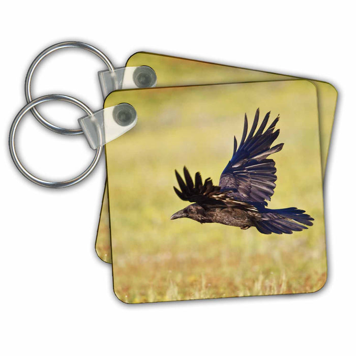 Key Chain - Wyoming, Yellowstone NP, Common Raven in flight - US51 LDI0086 - Larry Ditto Birds