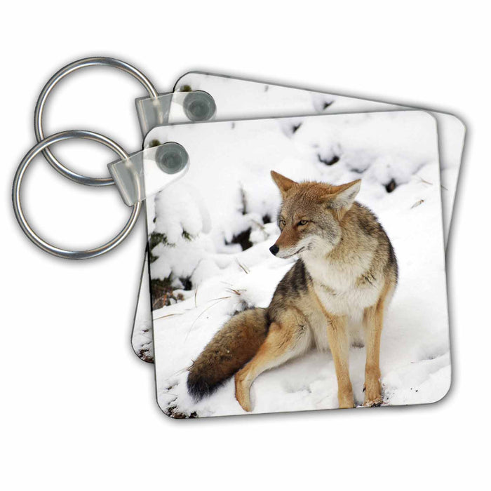 Key Chain - Coyote wildlife, Yellowstone NP, Wyoming - US51 LSE0003 - Lynn Seldon Wildlife