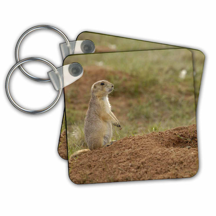 Key Chain - Blacktail Prairie Dogs, Devils Tower NM, Wyoming - US51 POX0008 - Pete Oxford Wildlife