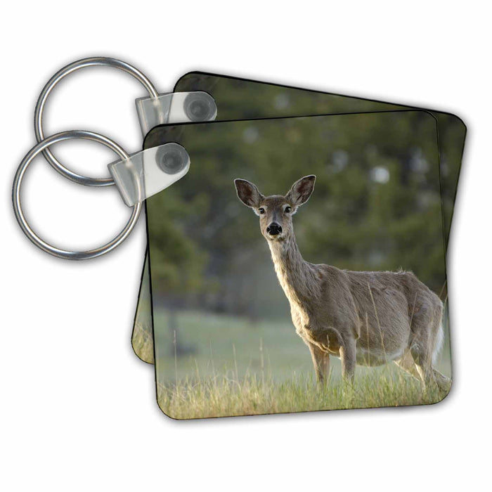 Key Chain - Mule deer, Wyoming. USA - US51 POX0010 - Pete Oxford Wildlife