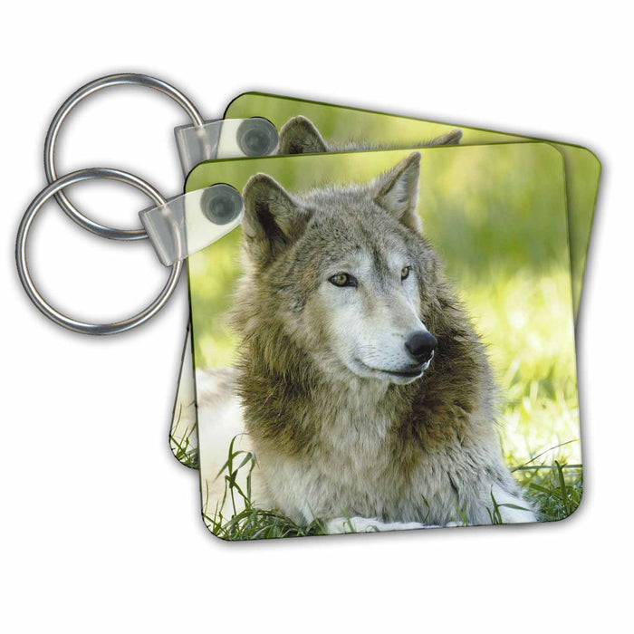 Key Chain - Gray Wolf, Timber Wolf. Bear World, Wyoming. USA - US51 POX0035 - Pete Oxford Wolves