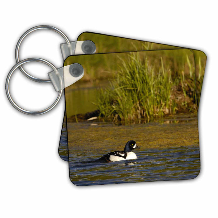 Key Chain - Barrows Goldeneye duck, Grand Teton NP, WY - US51 POX0039 - Pete Oxford Ducks