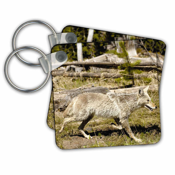 Key Chain - Coyote, Yellowstone National Park, Wyoming, USA - US51 POX0119 - Pete Oxford Wildlife