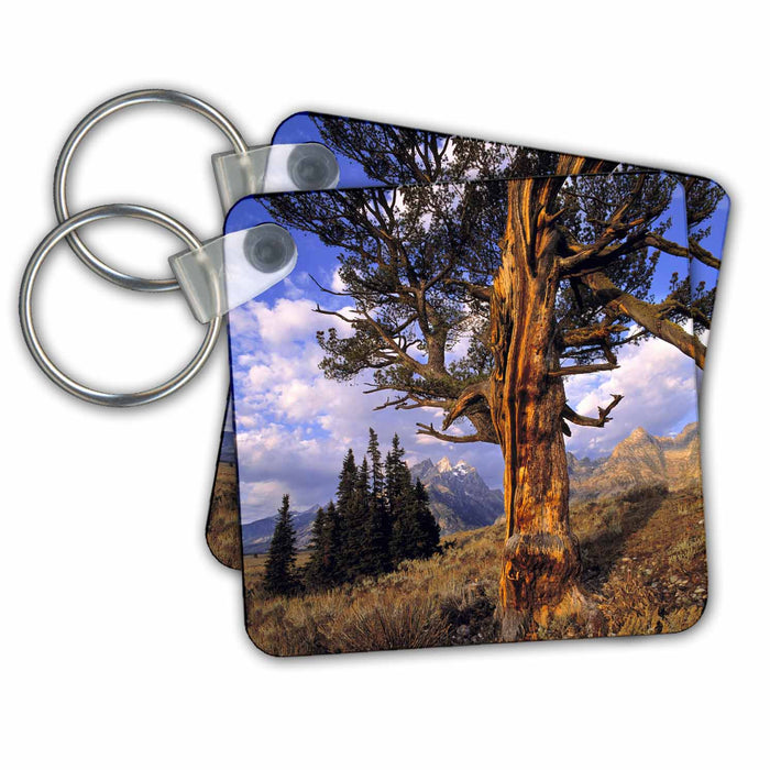 Key Chain - Wyoming, Grand Teton NP, Old cypress tree - US51 RER0022 - Ric Ergenbright Wyoming