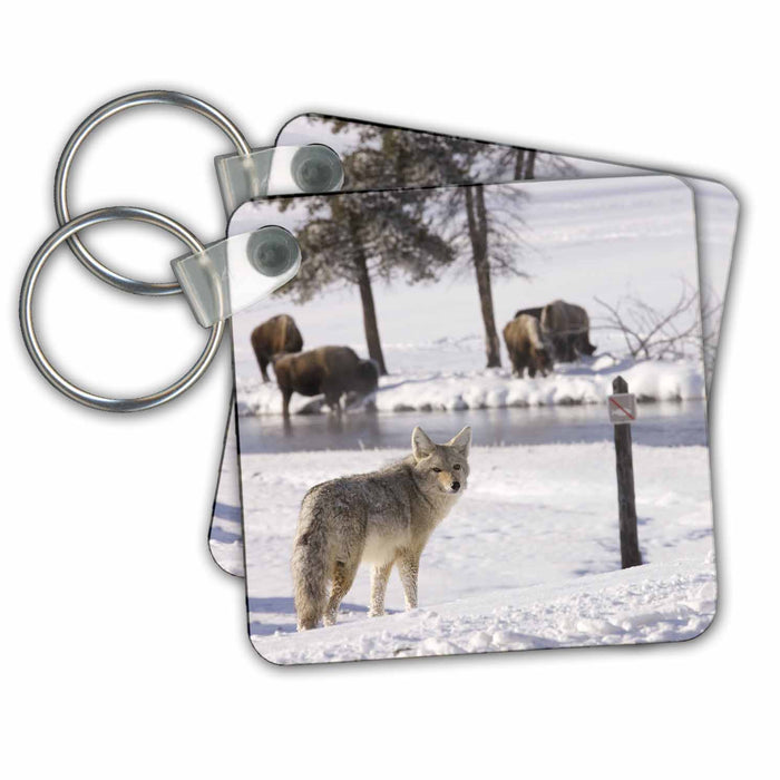 Key Chain - Wyoming, Yellowstone NP, Coyote, Bison wildlife - US51 RJA0008 - Rebecca Jackrel Wildlife