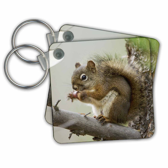 Key Chain - Red Squirrel, Pine Squirrel, Grand Teton, Wyoming - US51 RNU0001 - Rolf Nussbaumer Squirrels