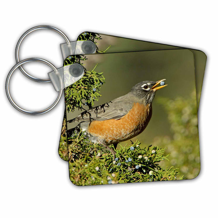 Key Chain - American Robin, bird, Yellowstone, Wyoming - US51 RNU0004 - Rolf Nussbaumer Birds