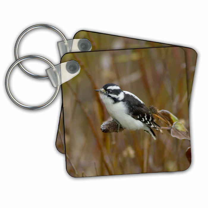 Key Chain - Downy Woodpecker bird, Grand Teton NP, Wyoming - US51 RNU0021 - Rolf Nussbaumer Birds