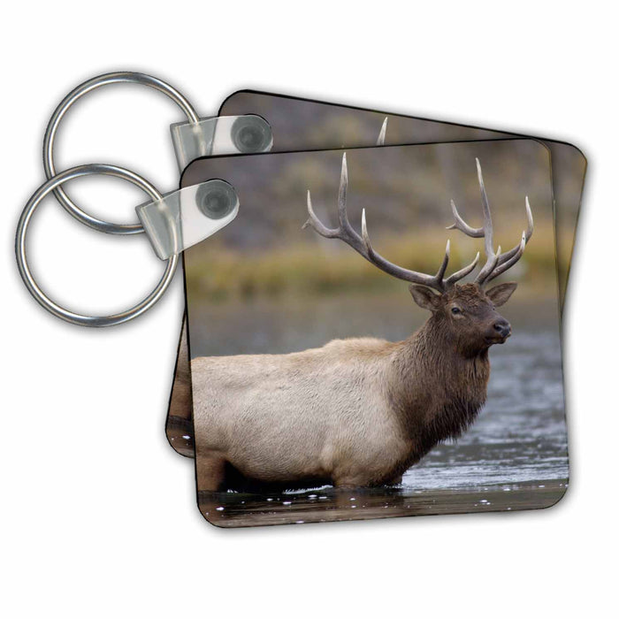 Key Chain - bull elk crossing river, Yellowstone NP, Wyoming - US51 RNU0026 - Rolf Nussbaumer Elk