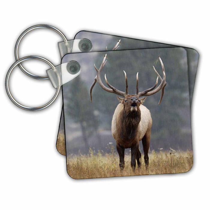 Key Chain - Bull Elk bugling, Yellowstone NP, Wyoming - US51 RNU0035 - Rolf Nussbaumer Elk