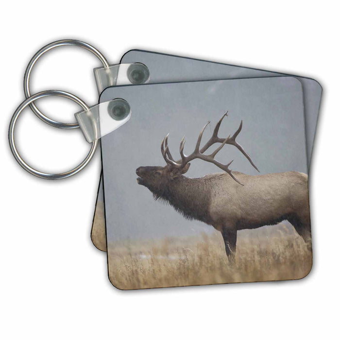 Key Chain - Bull Elk in snow storm, Yellowstone NP, Wyoming - US51 RNU0037 - Rolf Nussbaumer Elk