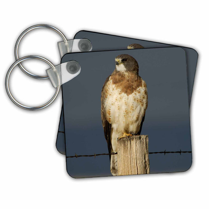 Key Chain - Swainsons Hawk, Rocksprings, Wyoming - US51 RNU0054 - Rolf Nussbaumer Hawks