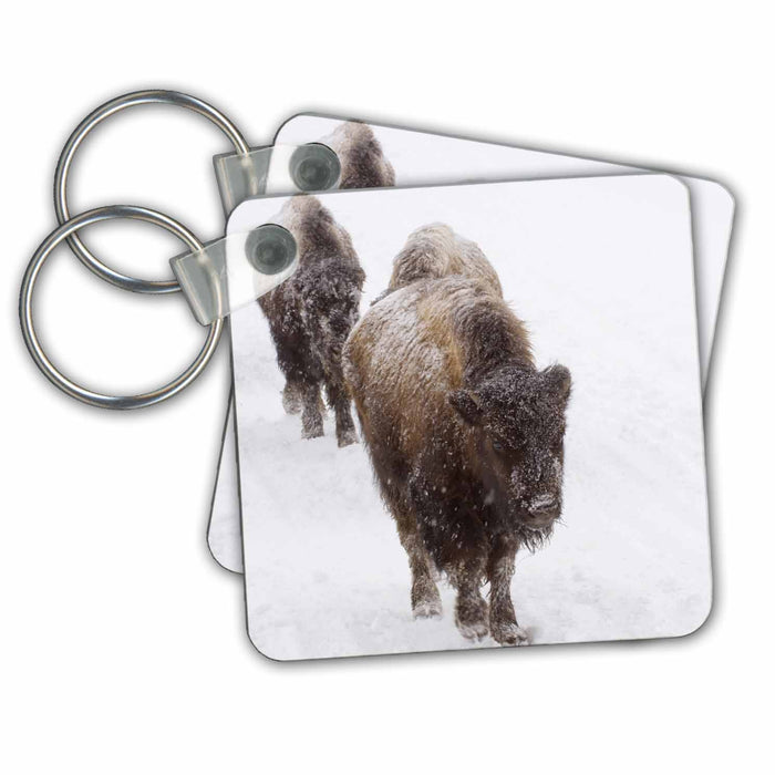 Key Chain - Wyoming, Yellowstone NP, American Bison - US51 RTI0047 - Rob Tilley Wildlife