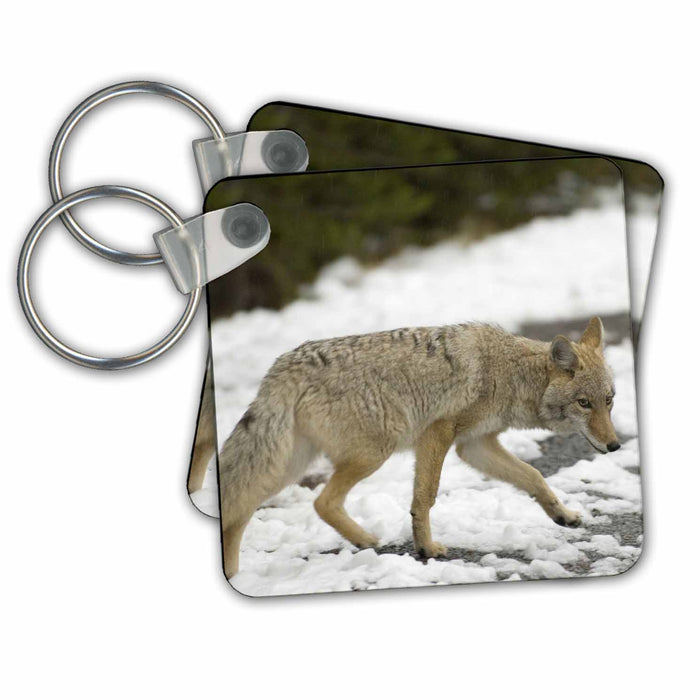 Key Chain - Coyote wildlife, Yellowstone NP, Wyoming - US51 SPI0043 - Sergio Pitamitz Wildlife