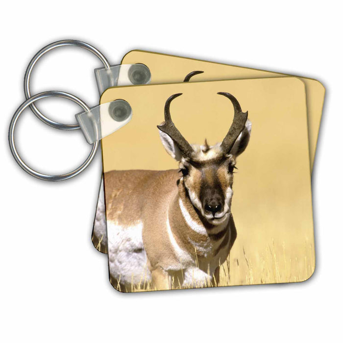 Key Chain - USA, Wyoming, Yellowstone NP, Pronghorn wildlife - US51 TVE0012 - Tom Vezo Wildlife