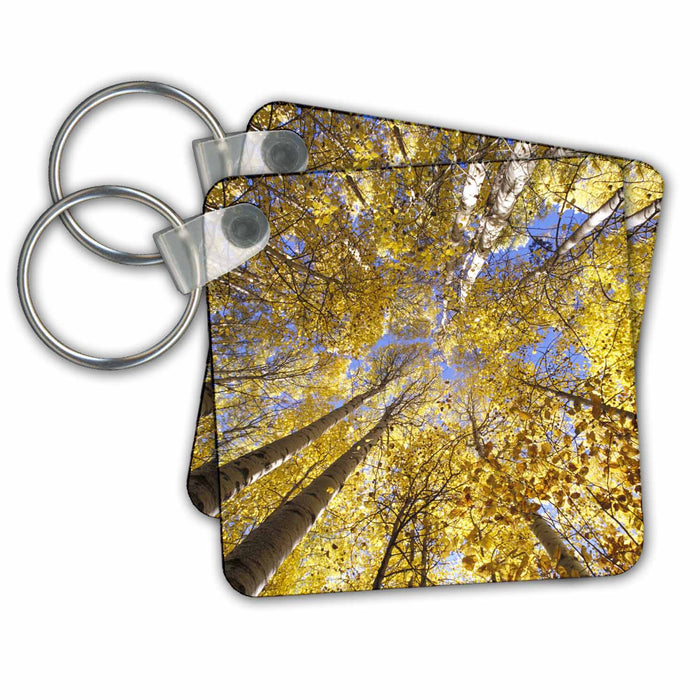 Key Chain - USA, Pacific Northwest. Aspen trees in autumn - US52 SWE0000 - Stuart Westmorland Trees