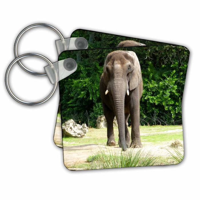 Key Chain - Enormous elephant wandering around on a warm Florida day s Photos - Florida