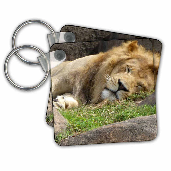 Key Chain - The king of the jungle taking a nice cat nap on a warm afternoon s Photos - Florida