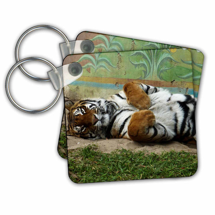 Key Chain - Beautiful tiger posing for pictures s Photos - Florida