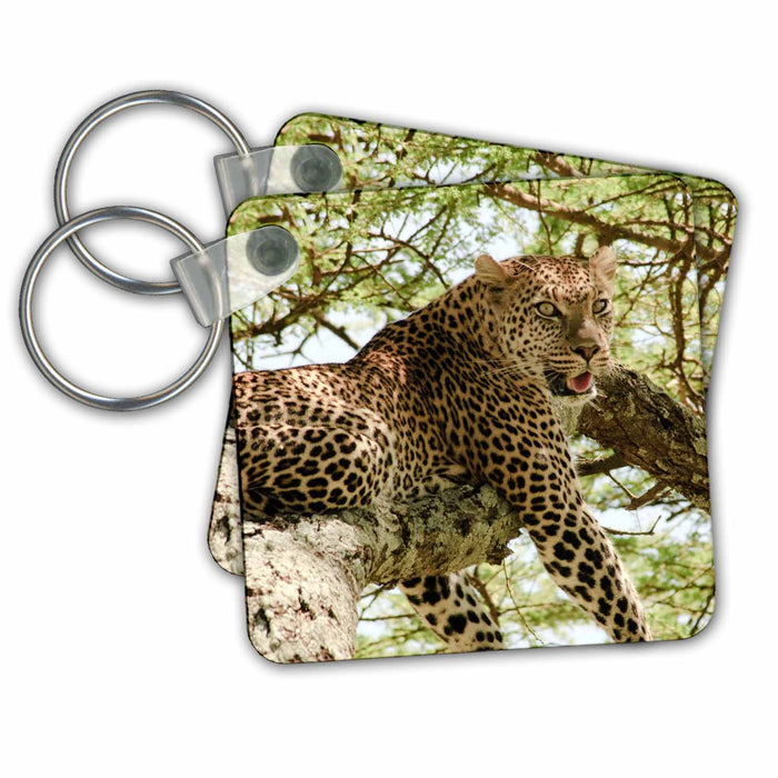 Key Chain - You looking at me Leopard in tree in Tanzania. Tanzania