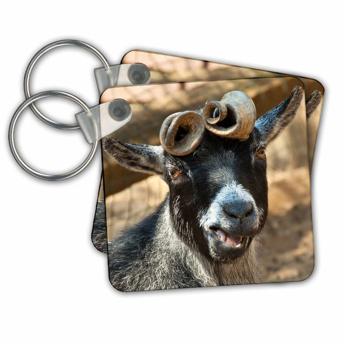 Key Chain - Curly horned goat, smiling at me Tanzania