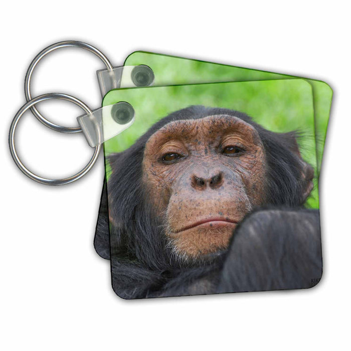 Key Chain - Rescue Chimpancees 3 Animals