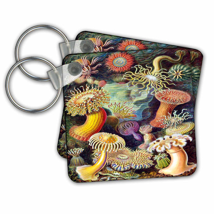 Key Chain - 1800s Famous German Biologist Illustration Of Sea Life.jpg Underwater Animals