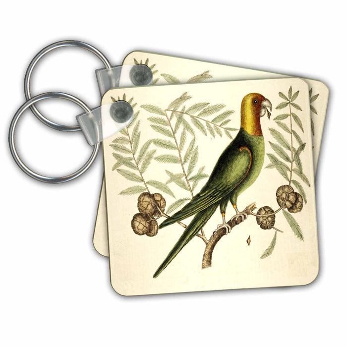 Key Chain - Painting Of a 1700 Parrot From Carolina.jpg Vintage