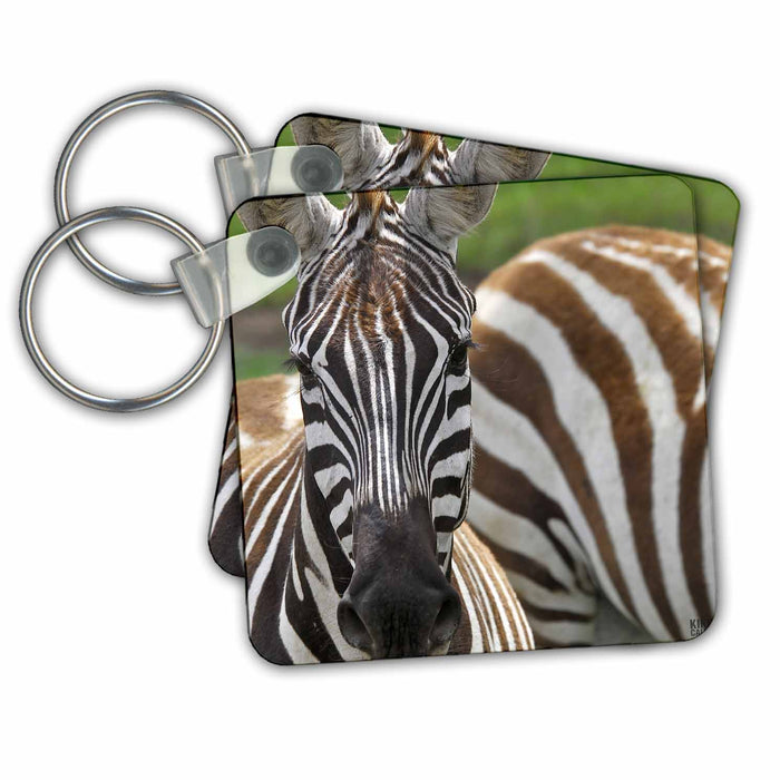 Key Chain - Common zebra Lake Nakuru  Kenya Africa 2 Animals