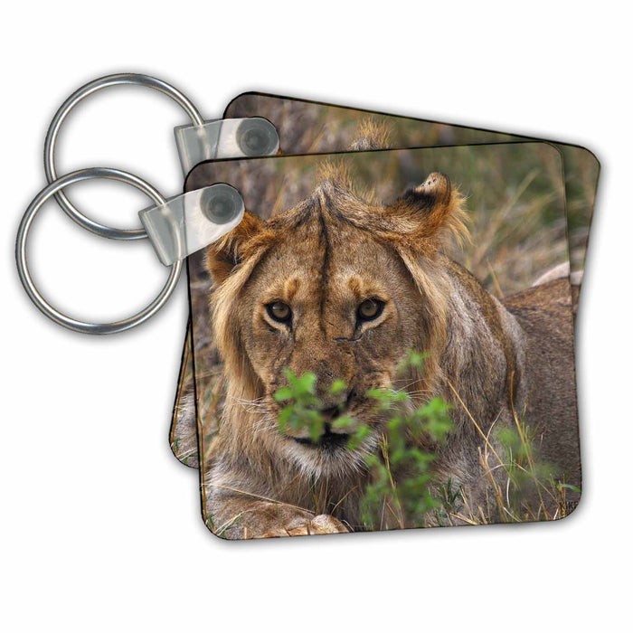 Key Chain - Lion Masai Mara National Park Kenya Africa Animals