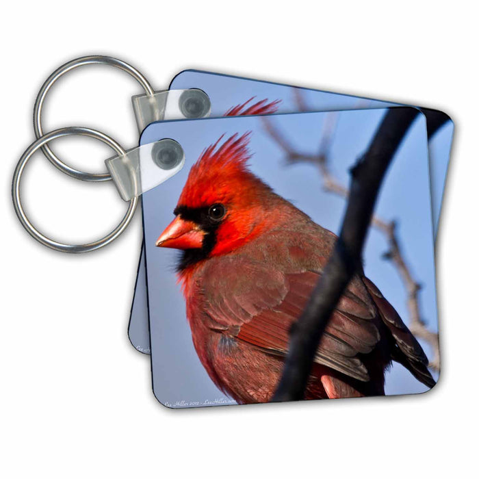 Key Chain - Juvenille Male Cardinal Photography Hot Springs National Park Wildlife