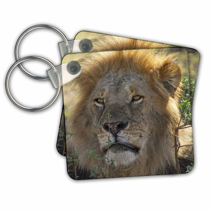 Key Chain - Lion Masai Mara National Park Kenya Africa Animals