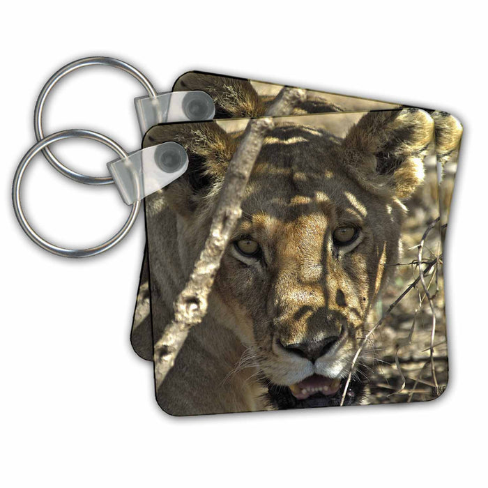 Key Chain - Lion, Panthera leo, Masai Mara National Park Kenya Africa 2 Animals