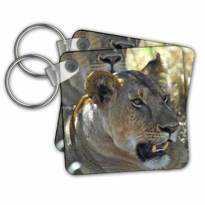 Key Chain - Lion, Panthera leo, Masai Mara National Park Kenya Africa 5 Animals