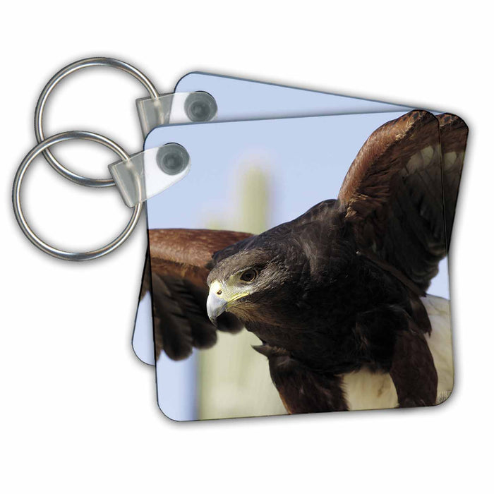 Key Chain - Harris Hawk, Parabuteo unicintus  Saguaro National Park Animals