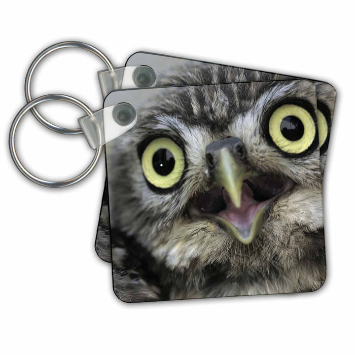 Key Chain - Little owl , Athena noctua, Aragon Spain Europe Animals